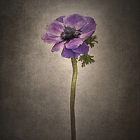 Buy canvas prints of Graceful flower - Anemone coronaria | vintage style  by Melanie Viola