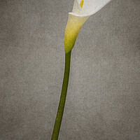 Buy canvas prints of Graceful flower - Calla No. 2 | vintage style panorama by Melanie Viola