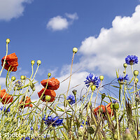Buy canvas prints of Poppy Field with Cornflowers | Panorama by Melanie Viola