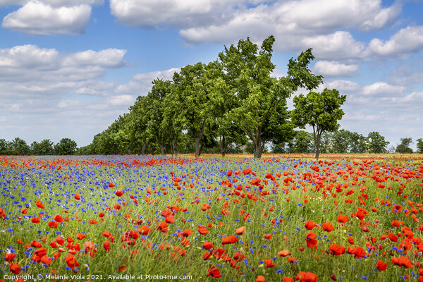 Poppy field with cornflowers and an alley Picture Board by Melanie Viola
