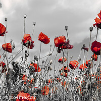 Buy canvas prints of Field of poppies in colorkey by Melanie Viola