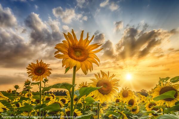 Sunflower field at sunset Picture Board by Melanie Viola