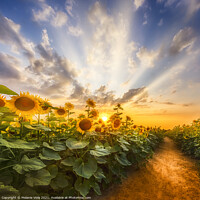 Buy canvas prints of Sunflower field at sunset | the secret path by Melanie Viola