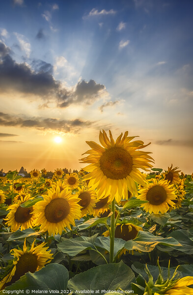 Sunflowers in sunset Picture Board by Melanie Viola
