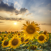 Buy canvas prints of Sunflowers in sunset by Melanie Viola