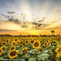 Buy canvas prints of Sunflower field at sunset | Panoramic View by Melanie Viola