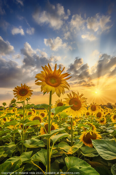 Sunset with lovely sunflowers Picture Board by Melanie Viola