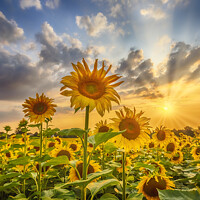 Buy canvas prints of Sunset with lovely sunflowers by Melanie Viola