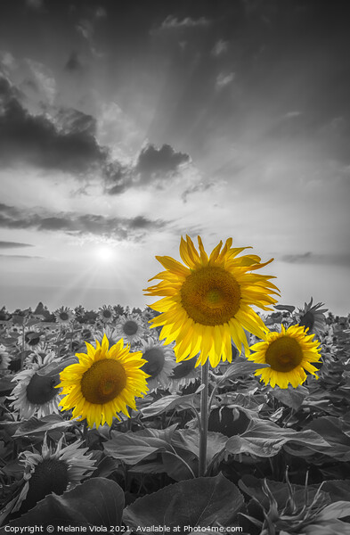 Sunset with gorgeous yellow pop sunflowers Picture Board by Melanie Viola