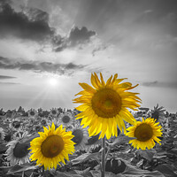 Buy canvas prints of Sunset with gorgeous yellow pop sunflowers by Melanie Viola