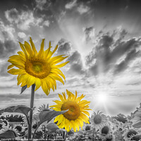 Buy canvas prints of Focus on two sunflowers by Melanie Viola