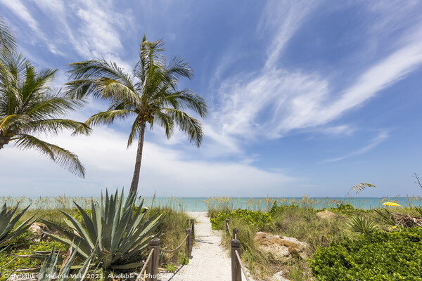 Path to the beach Picture Board by Melanie Viola