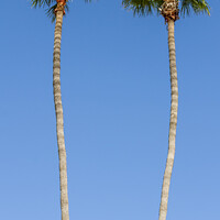 Buy canvas prints of Idyllic Palm trees | upright panoramic view by Melanie Viola