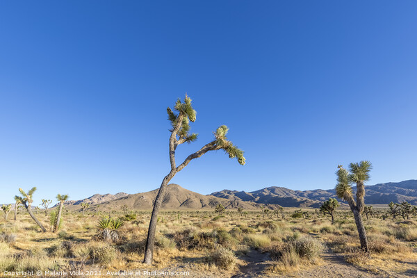 Alone in Joshua Tree National Park  Picture Board by Melanie Viola