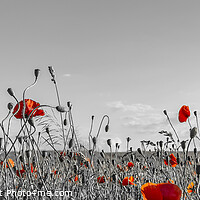 Buy canvas prints of Lovely Poppy Field | panoramic view by Melanie Viola