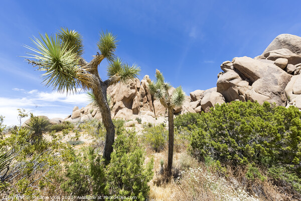 Idyllic desert scenery - Joshua Tree National Park Picture Board by Melanie Viola