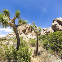Buy canvas prints of Idyllic desert scenery - Joshua Tree National Park by Melanie Viola