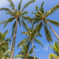 Buy canvas prints of Lovely palm trees and blue sky by Melanie Viola
