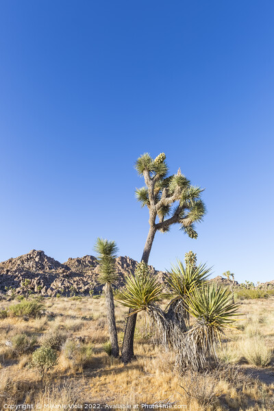 Joshua Tree in Southern California Picture Board by Melanie Viola
