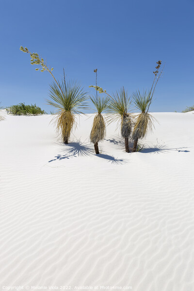 Wave pattern of dunes & Yucca, White Sands National Monument  Picture Board by Melanie Viola
