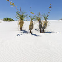 Buy canvas prints of Wave pattern of dunes & Yucca, White Sands National Monument  by Melanie Viola