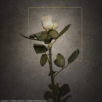 Buy canvas prints of Graceful white Rose | vintage style  by Melanie Viola