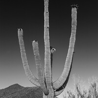Buy canvas prints of SAGUARO NATIONAL PARK Giant Saguaro | Monochrome by Melanie Viola
