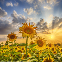 Buy canvas prints of Sunset with beautiful sunflowers by Melanie Viola