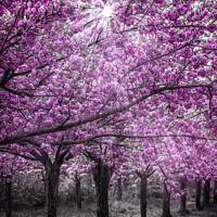 Buy canvas prints of Cherry blossoms in sunlight by Melanie Viola
