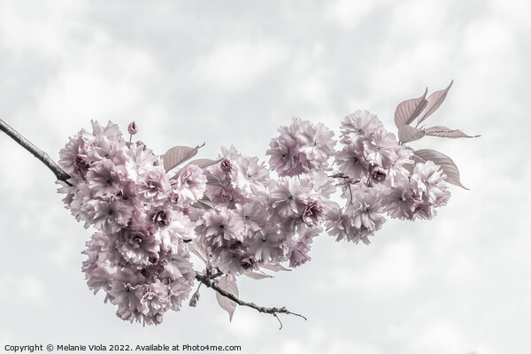Delicate cherry blossoms Picture Board by Melanie Viola