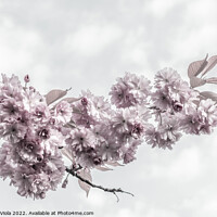 Buy canvas prints of Delicate cherry blossoms by Melanie Viola