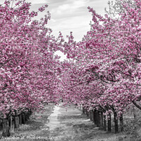 Buy canvas prints of Charming cherry blossom alley by Melanie Viola