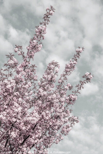 Cherry blossoms with sky view Picture Board by Melanie Viola