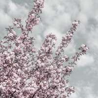 Buy canvas prints of Cherry blossoms with sky view by Melanie Viola