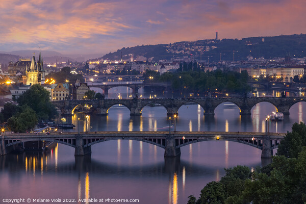 Evening view over the Vltava bridges in Prague Picture Board by Melanie Viola