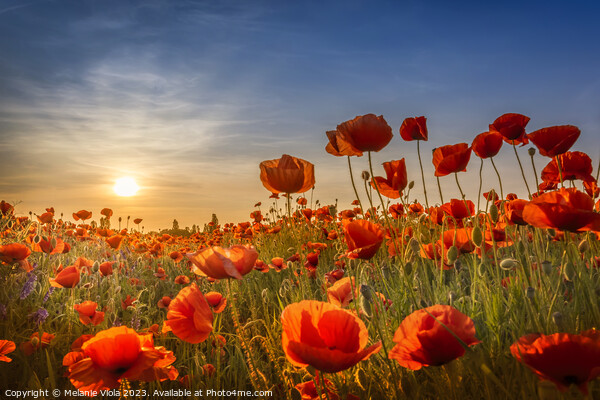 Gorgeous poppies in the sunset Picture Board by Melanie Viola