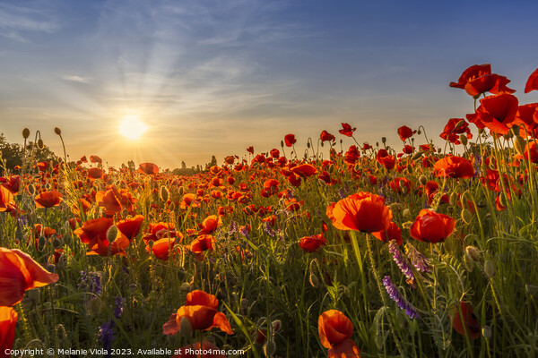 Sunset with beautiful poppies Picture Board by Melanie Viola