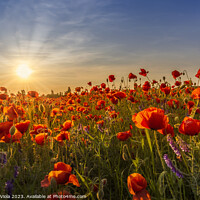 Buy canvas prints of Sunset with beautiful poppies by Melanie Viola