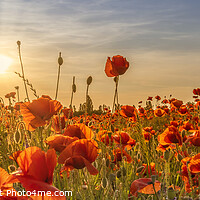 Buy canvas prints of Poppy idyll in sunset | Panoramic by Melanie Viola