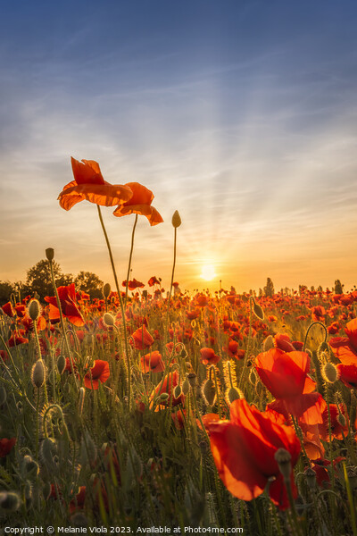 Poppies in sunset Picture Board by Melanie Viola
