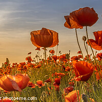 Buy canvas prints of Poppies in the sunset | Panoramic by Melanie Viola