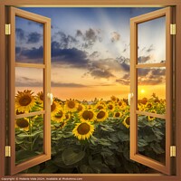 Buy canvas prints of View of sunflowers at sunset by Melanie Viola