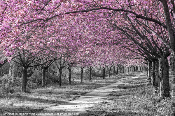 Charming cherry blossom alley in pink Picture Board by Melanie Viola