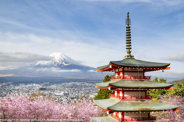 Magnificent view of Mount Fuji with Chureito Pagoda during cherry blossom season Picture Board by Melanie Viola