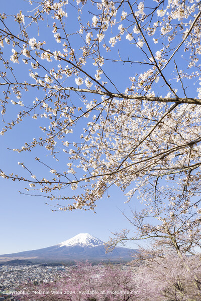 Charming view of Mount Fuji with cherry blossoms Picture Board by Melanie Viola