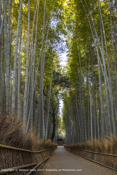 Mighty Arashiyama bamboo forest Picture Board by Melanie Viola