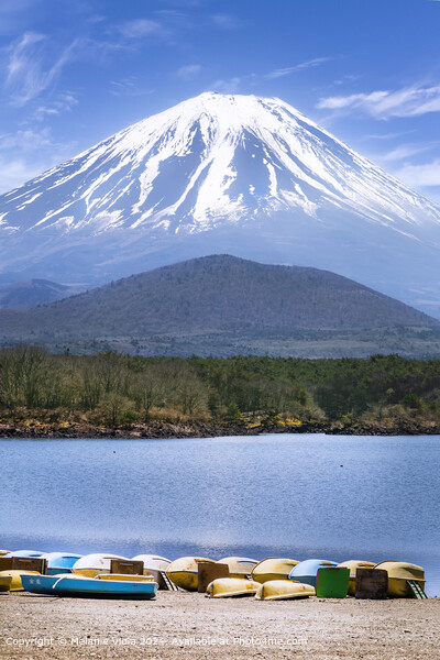 Picturesque Lake Shoji with striking Mount Fuji Picture Board by Melanie Viola