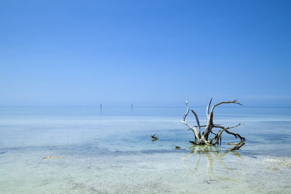 FLORIDA KEYS Lonely Root Picture Board by Melanie Viola