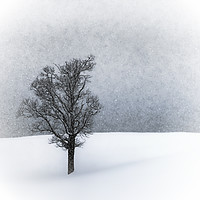 Buy canvas prints of LONELY TREE Idyllic Winterlandscape by Melanie Viola