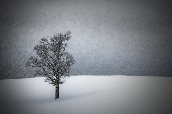 LONELY TREE Idyllic Winterlandscape Picture Board by Melanie Viola